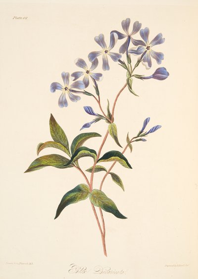 Lychnidea wczesna, z Floral Illustrations of the Seasons, wyd. 1829 (grawerowanie ręcznie kolorowane) autorstwa Margaret Roscoe