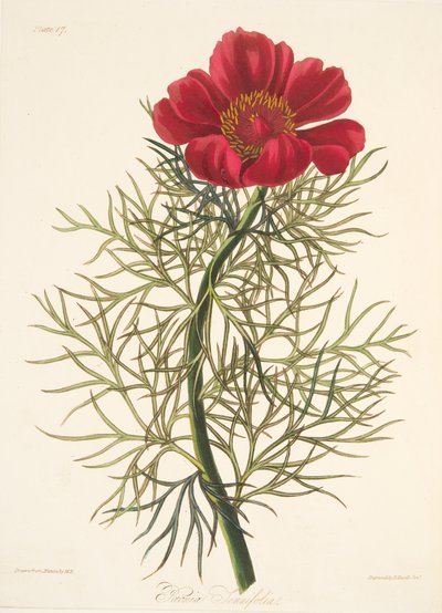 Piwonia drobnolistna, z Floral Illustrations of the Seasons, wyd. 1829 (grawerowanie ręcznie kolorowane) autorstwa Margaret Roscoe
