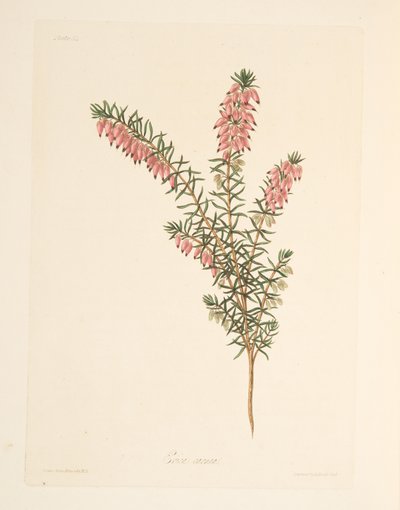 Cielisty, wcześnie płynący Heath, z Floral Illustrations of the Seasons, wyd. 1829 (grawerowanie ręcznie kolorowane) autorstwa Margaret Roscoe