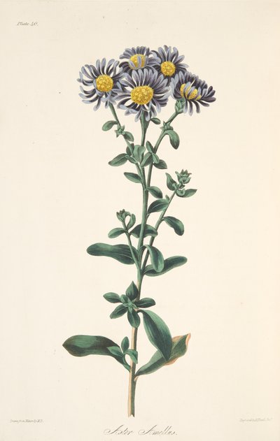Aster włoski, z Floral Illustrations of the Seasons, wyd. 1829 (grawerowanie ręcznie kolorowane) autorstwa Margaret Roscoe