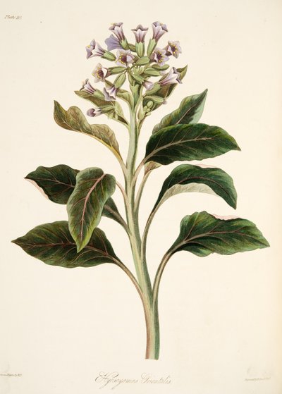 Oriental Hyoscyamus, z Floral Illustrations of the Seasons, pub. 1829 (rycina ręcznie kolorowana) autorstwa Margaret Roscoe