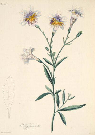 Malowane Salpiglossis, z Floral Illustrations of the Seasons, pub. 1829 (rycina ręcznie kolorowana) autorstwa Margaret Roscoe