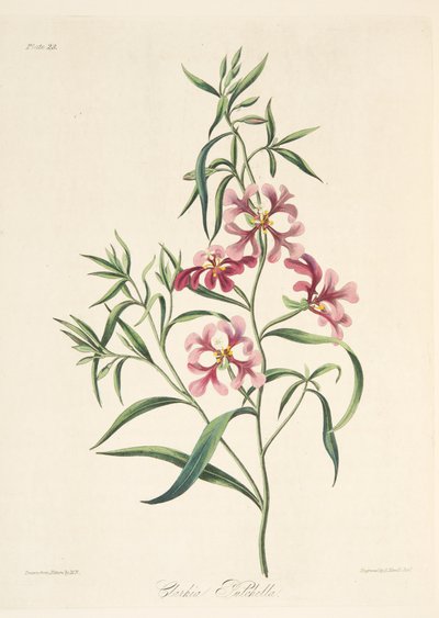 Ładna Clarkia, z Floral Illustrations of the Seasons, wyd. 1829 (grawerowanie ręcznie kolorowane) autorstwa Margaret Roscoe