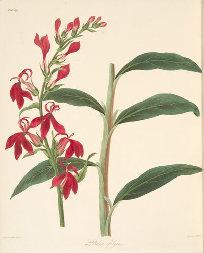 Odblaskowa Lobelia, z Floral Illustrations of the Seasons, wyd. 1829 (grawerowanie ręcznie kolorowane) autorstwa Margaret Roscoe