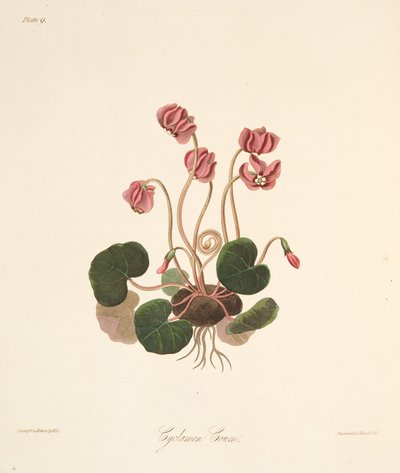 Cyklamen okrągłolistny, z Floral Illustrations of the Seasons, wyd. 1829 (grawerowanie ręcznie kolorowane) autorstwa Margaret Roscoe
