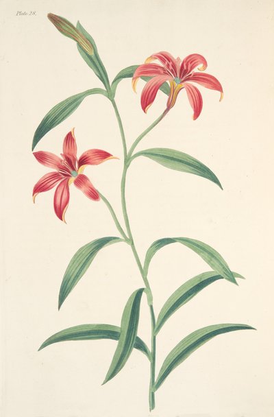Lilia chińska w tym samym kolorze, z Floral Illustrations of the Seasons, wyd. 1829 (grawerowanie ręcznie kolorowane) autorstwa Margaret Roscoe