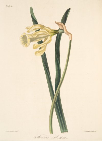 Hiszpański żonkil, z Floral Illustrations of the Seasons, wyd. 1829 (grawerowanie ręcznie kolorowane) autorstwa Margaret Roscoe