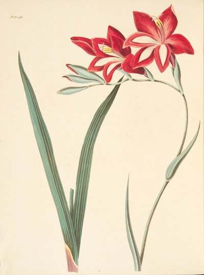 Znakomita flaga kukurydzy, z Floral Illustrations of the Seasons, wyd. 1829 (grawerowanie ręcznie kolorowane) autorstwa Margaret Roscoe