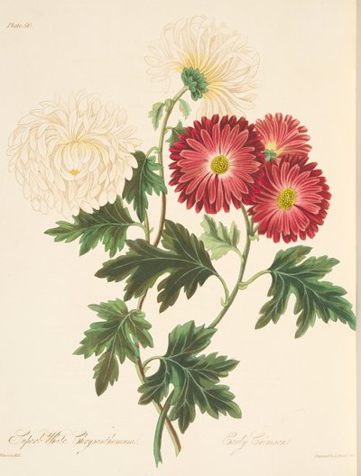 Wspaniała biała chryzantema i wczesna czerwień, z Floral Illustrations of the Seasons, wyd. 1829 (grawerowanie ręcznie kolorowane) autorstwa Margaret Roscoe