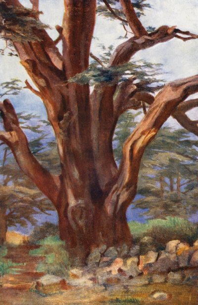 Cedr libański (kolorowa litografia) autorstwa Margaret Thomas