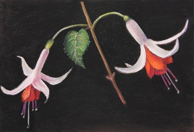 Fuksja, 2020 (pastel) autorstwa Margo Starkey