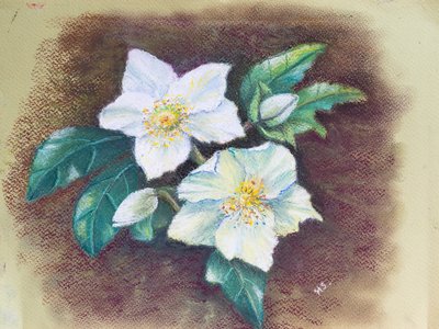 Helleborus, 2020 (pastelowy) autorstwa Margo Starkey