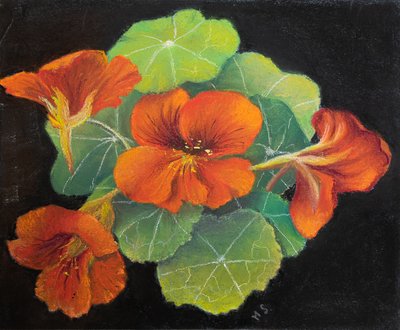 Nasturcje, 2020 (pastel) autorstwa Margo Starkey