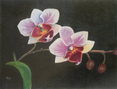 Orchidea w mojej sypialni, 2020 (pastel) autorstwa Margo Starkey