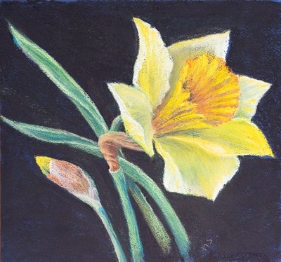 Piękno żonkila, 2021 (pastel) autorstwa Margo Starkey