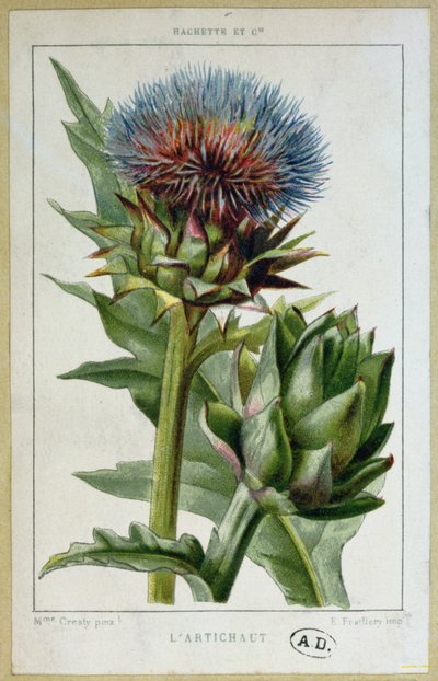 Karczoch, tabliczka botaniczna, wyryta przez E. Fraillery