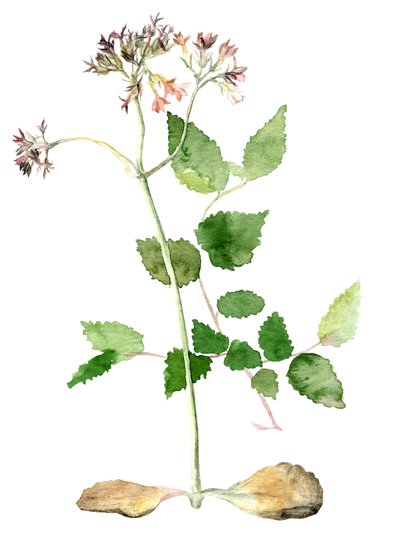 Kwiaty, 2018 r. autorstwa Maria Basea