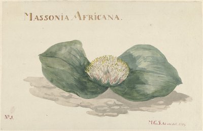 Bloem Massonia Africana MASSONIA AFRICANA (tytuł na obiekcie) autorstwa Maria Geertruida Barbiers Snabilié