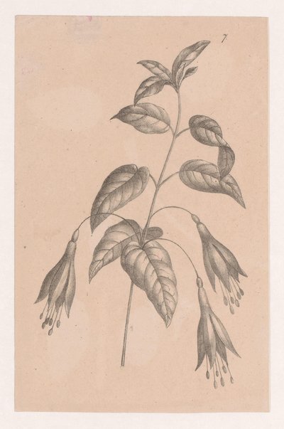 Oddział z kwiatami autorstwa Maria Geertruida de Goeje Barbiers (attributed to)
