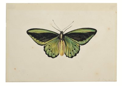 Motyl, zielonka pospolita (Ornithoptera priamus) autorstwa Maria Margaretha van Os