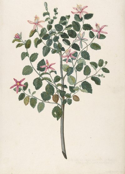 Studium rośliny o czerwonofioletowych kwiatach Sebastiana africana purpurea, 1695. autorstwa Maria Monninckx