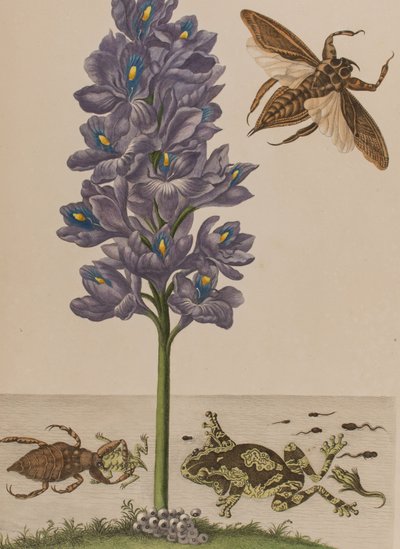 Ilustracja z 