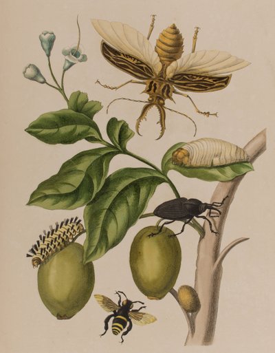 Ilustracja z 