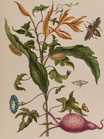 Ilustracja z 