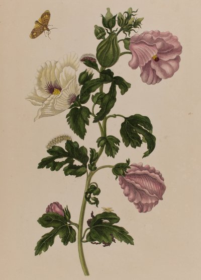Ilustracja z 