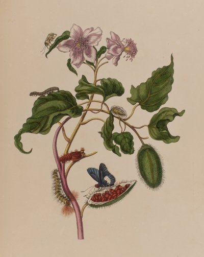 Ilustracja z 