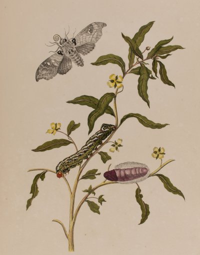 Ilustracja z 