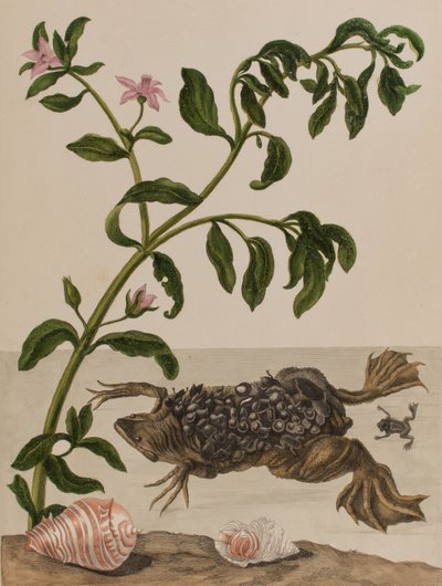 Ilustracja z 