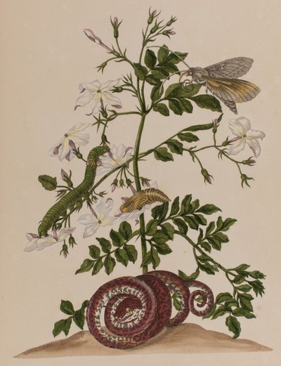 Ilustracja z 