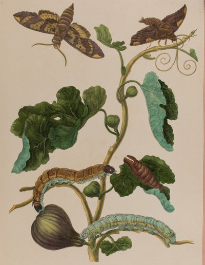 Ilustracja z 