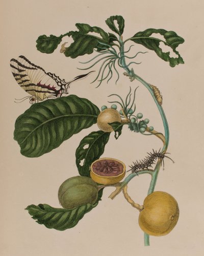Ilustracja z 