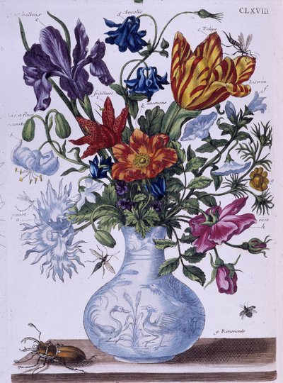 Chrząszcz i różne kwiaty - dess. Maria Sibylla Merian b.d. koniec XVIII wieku autorstwa Maria Sibylla Merian