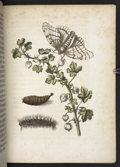 Gąsienica, kokon i motyl z „Cudownej metamorfozy gąsienic i dziwnego pokarmu dla kwiatów...” autorstwa Maria Sibylla Merian