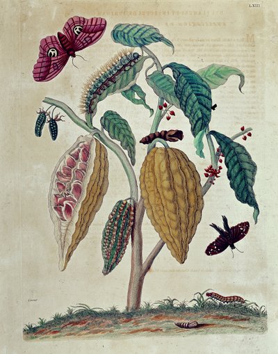 Kakao - w „Ogólnej historii owadów Surinamu i całej Europy” autorstwa Marii Sibylli Merian autorstwa Maria Sibylla Merian
