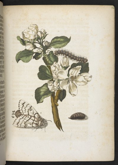 "Cudowna metamorfoza gąsienic i dziwny pokarm kwiatowy..." autorstwa Maria Sibylla Merian
