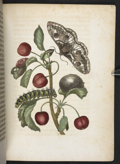 "Cudowna metamorfoza gąsienic i dziwny pokarm kwiatowy..." autorstwa Maria Sibylla Merian