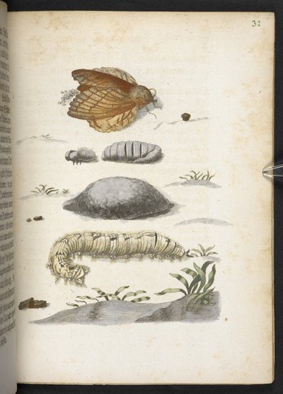 "Cudowna metamorfoza gąsienic i dziwny pokarm kwiatowy..." autorstwa Maria Sibylla Merian