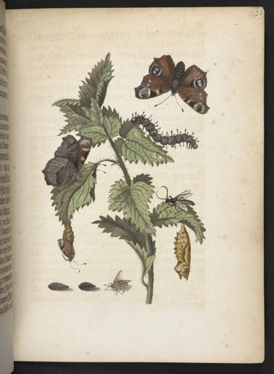 "Cudowna metamorfoza gąsienic i dziwny pokarm kwiatowy..." autorstwa Maria Sibylla Merian