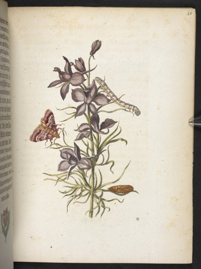 "Cudowna metamorfoza gąsienic i dziwny pokarm kwiatowy..." autorstwa Maria Sibylla Merian