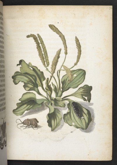 "Cudowna metamorfoza gąsienic i dziwny pokarm kwiatowy..." autorstwa Maria Sibylla Merian