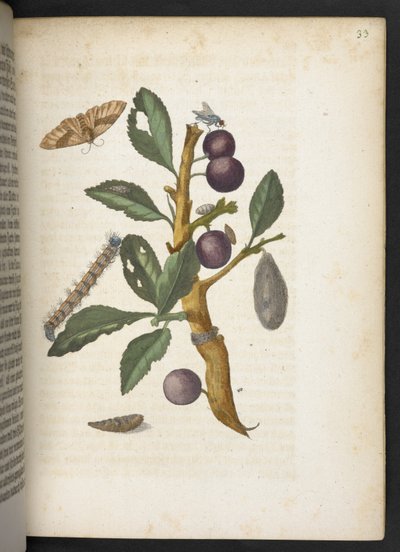 "Cudowna metamorfoza gąsienic i dziwny pokarm kwiatowy..." autorstwa Maria Sibylla Merian