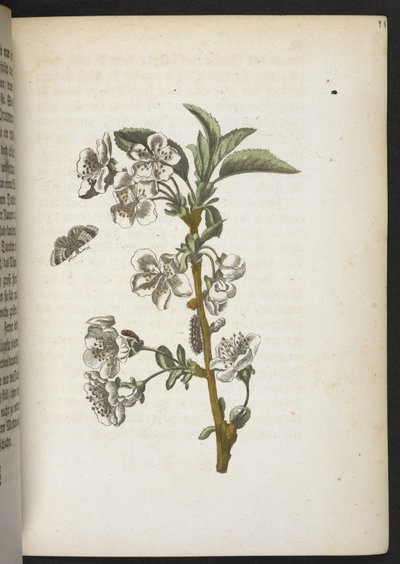 "Cudowna metamorfoza gąsienic i dziwny pokarm kwiatowy..." autorstwa Maria Sibylla Merian