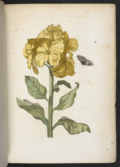 "Cudowna metamorfoza gąsienic i dziwny pokarm kwiatowy..." autorstwa Maria Sibylla Merian