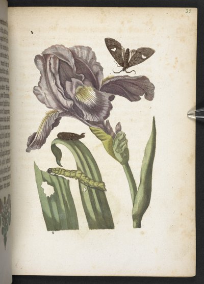 "Cudowna metamorfoza gąsienic i dziwny pokarm kwiatowy..." autorstwa Maria Sibylla Merian