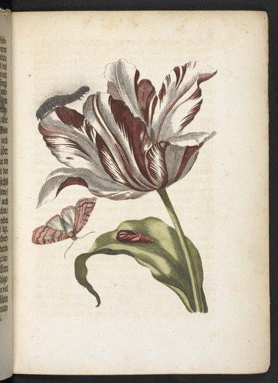 "Cudowna metamorfoza gąsienic i dziwny pokarm kwiatowy..." autorstwa Maria Sibylla Merian