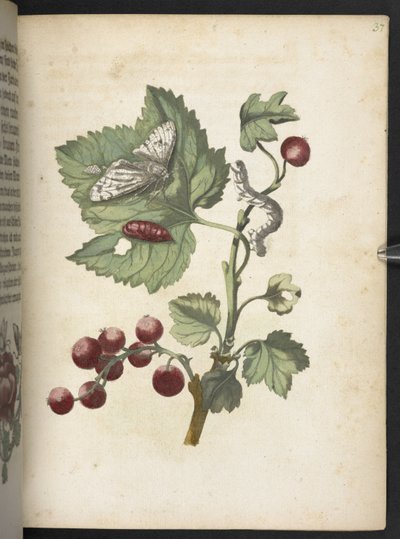 "Cudowna metamorfoza gąsienic i dziwny pokarm kwiatowy..." autorstwa Maria Sibylla Merian